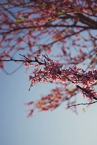 selective focus photography of pink cherry blossom tree thumbnail
