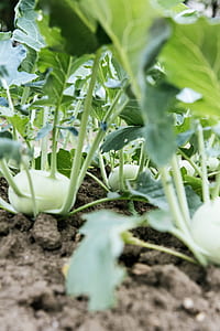 food, healthy, vegetables, agriculture thumbnail