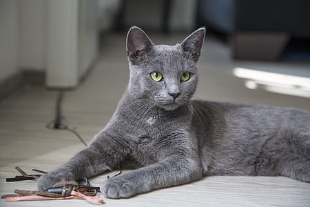 photo of charcoal color cat thumbnail
