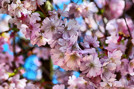 white and pink flowers thumbnail