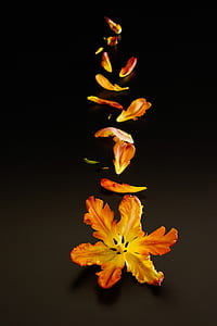 yellow and orange petaled flowers falling thumbnail