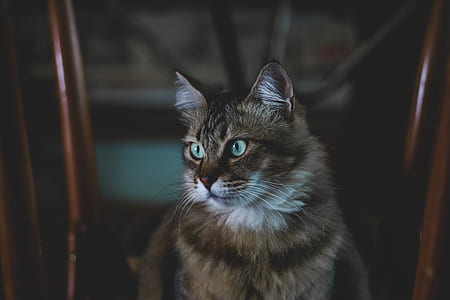shallow focus photography of cat thumbnail