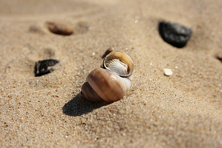 snail shell on sand thumbnail
