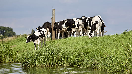 sky, field, animal, countryside thumbnail