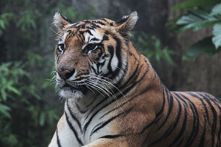 selective focus photography of brown tiger thumbnail