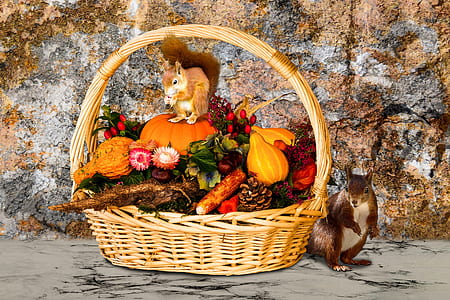 squirrel on pumpkin thumbnail