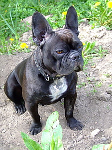 black French Bulldog thumbnail