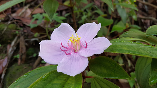 Pink Flower, Taiwan Native Flowers thumbnail
