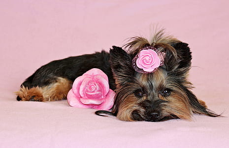 adult black and tan Yorkshire terrier thumbnail