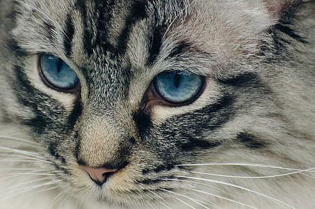 closeup photo of silver tabby cat thumbnail