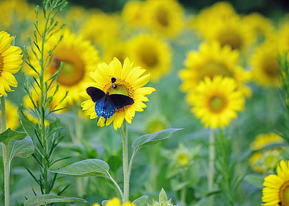 selective focus photo of blue and black swallowtail butterfly perching on yellow sunflower at daytime thumbnail