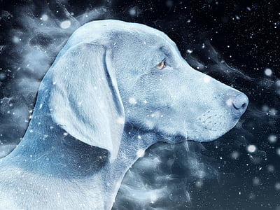grey dog illustration thumbnail