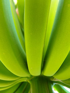 closed up photo of bunch of banana thumbnail