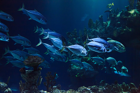 school of fish in the sea thumbnail