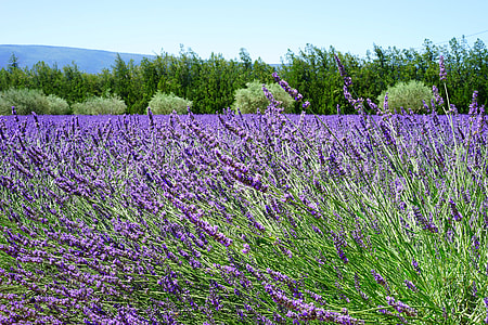 Lavender Blossom, Lavender thumbnail