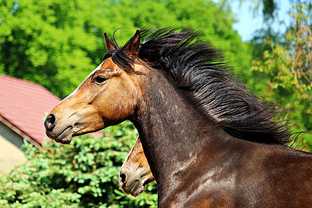 brown and black horse during daytime thumbnail