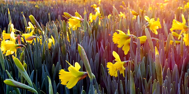 Landscape Photography of Field Covered With Yellow Flowers thumbnail