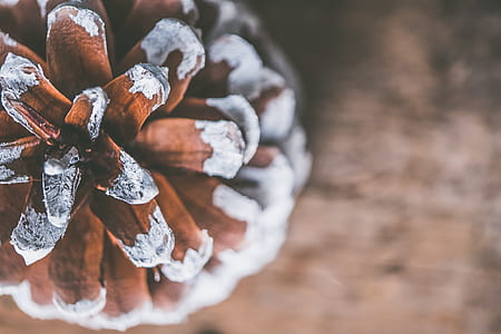 Brown Cone Pine in Tilt Photography thumbnail