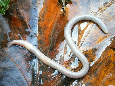 white earthworm on dried leaf thumbnail