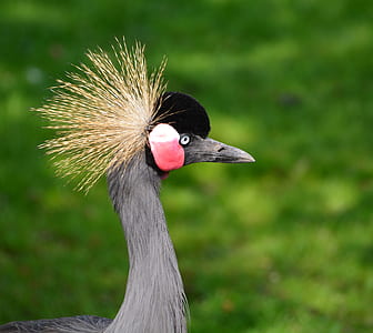 black and yellow bird thumbnail