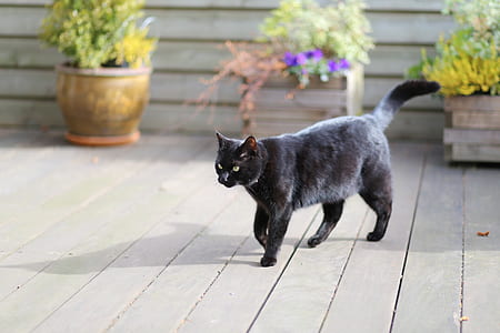 black cat walking near three potted plants thumbnail