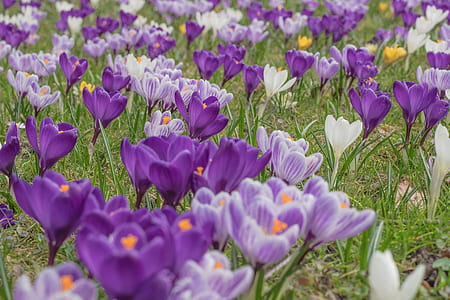 purple and white crocus flowers in bloom at daytime thumbnail