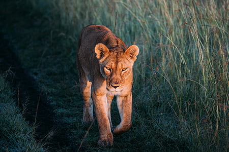 brown lioness walking among grass during daytime thumbnail
