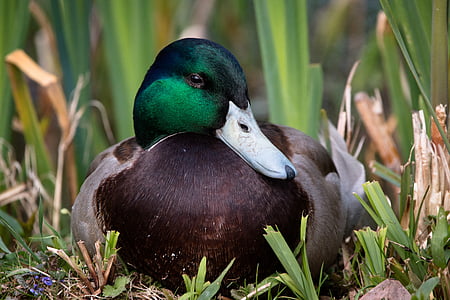 Mallard duck rests in green grass thumbnail