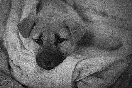 German shepherd puppy thumbnail