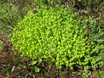 Sedum Acre, Goldmoss Stonecrop thumbnail