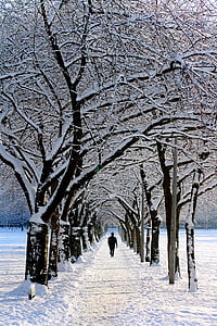 person walking under snow-covered trees thumbnail