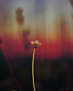 white petaled flower thumbnail