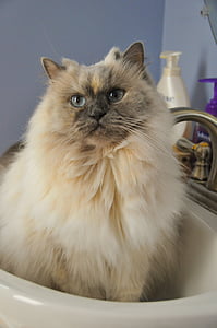 white and gray Himalayan in white ceramic sink thumbnail