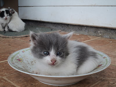 white and gray fur kitten lying in bowl thumbnail