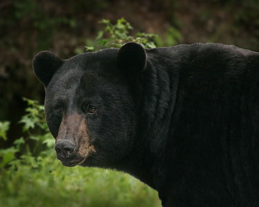 close-up photo of black bear thumbnail