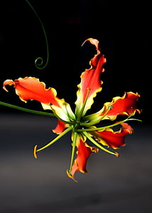 closeup photography of red and yellow petaled flower thumbnail