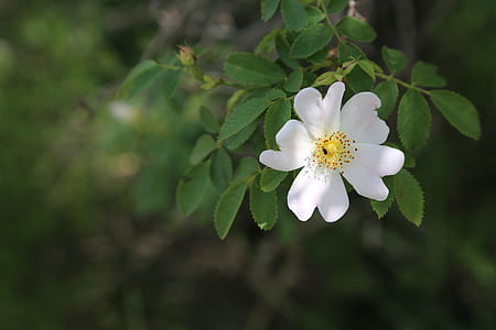 white anemone flower blooming at daytime thumbnail