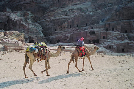 two walking brown camel near rock formation during daytime thumbnail