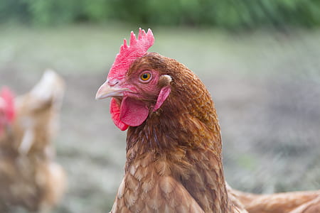 Close Up Photo of Brown Hen thumbnail