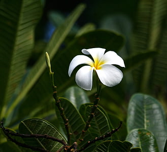 shallow focus photography of white flower thumbnail
