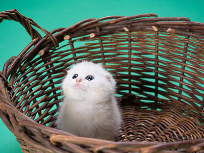 white persian kitten on brown wicker basket thumbnail