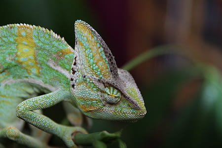 green and yellow chameleon thumbnail