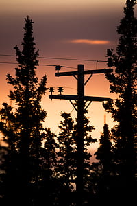 silhouette of trees near electric post during golden hour thumbnail
