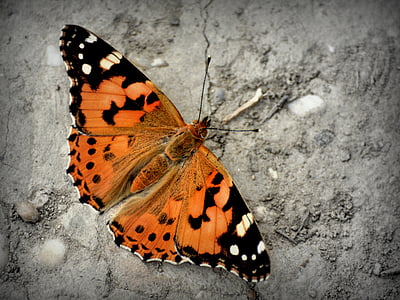 orange and black painted lady butterfly thumbnail