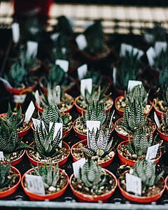 potted green succulent plant lot thumbnail