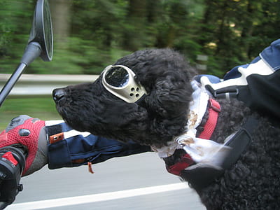 dog wearing sunglasses riding a motorcycle thumbnail