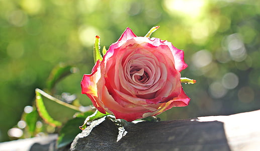 pink rose selective-focus photography at daytime thumbnail