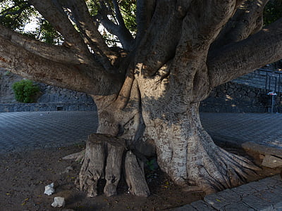photo of tree between gray brick floor thumbnail
