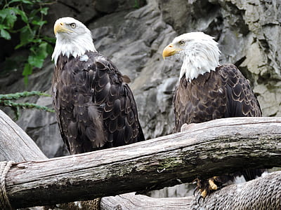 two brown-and-white eagles side by side thumbnail