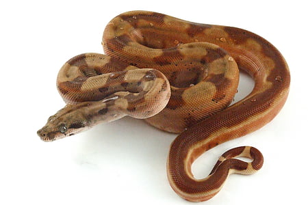 brown python thumbnail
